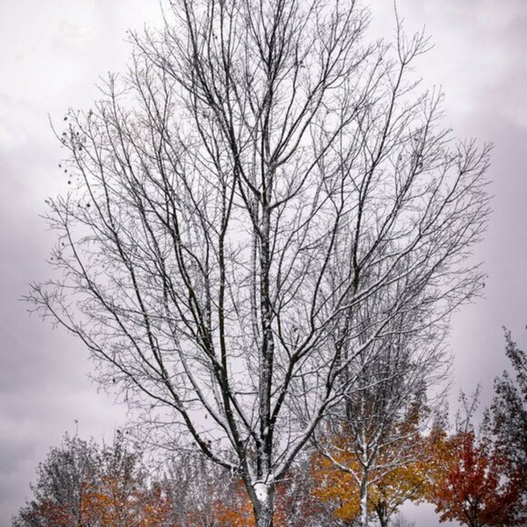 Jewelry - 🖤$6 Thank you for your purchase🐈‍⬛